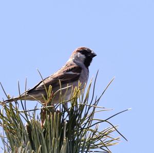 House Sparrow