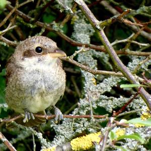 Red-backed Shrike