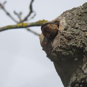 Wood Nuthatch