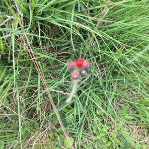 Hieracium amplexicaule