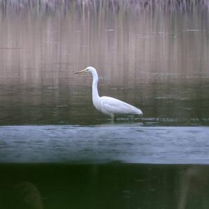 Great Egret