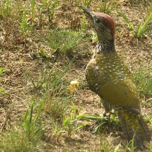 Eurasian Green Woodpecker