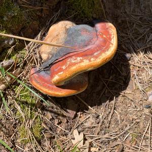 Red-belted Polypore