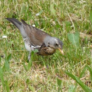 Fieldfare