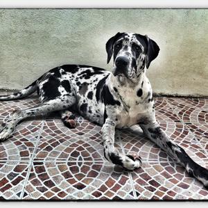 Great Dane