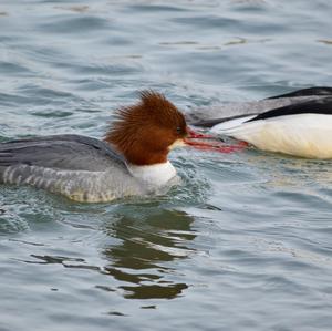 Common Merganser