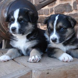 Unknown Breed
