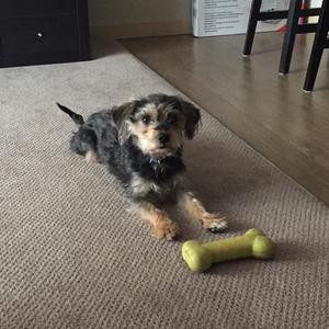 Unknown Breed