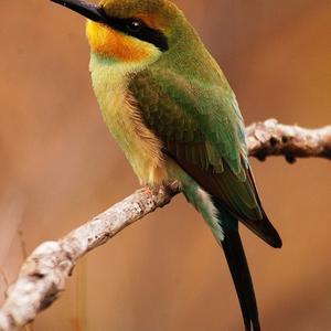 Rainbow Bee-eater