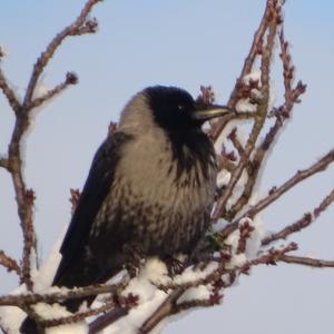 Hooded Crow