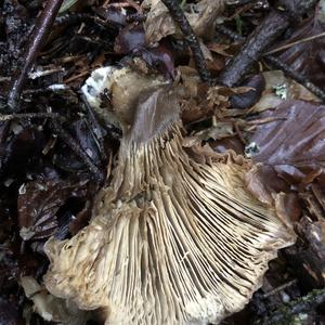 Fat-footed Clitocybe