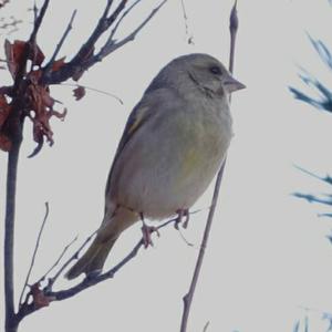 European Greenfinch