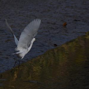 Little Egret