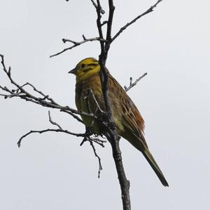 Yellowhammer