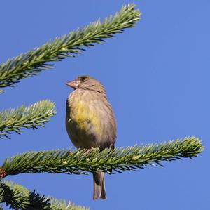 European Greenfinch