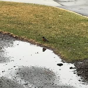 American Robin