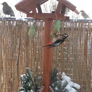 Lesser Spotted Woodpecker