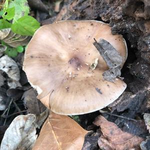 Fawn Mushroom