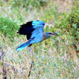 European Roller