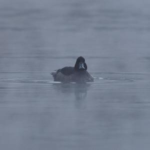 Tufted Duck