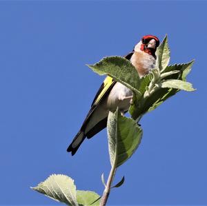 European Goldfinch