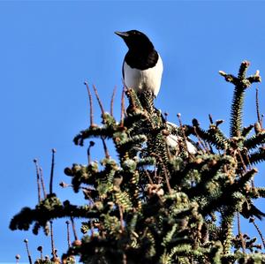 Black-billed Magpie