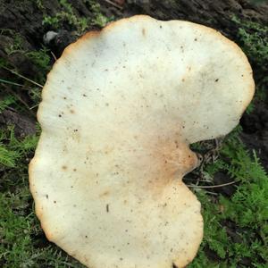 Black-footed Polypore