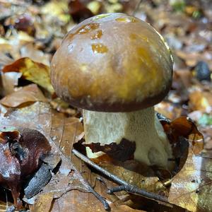 Summer Bolete