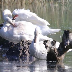 Mute Swan