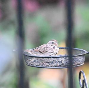 Song Sparrow