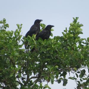 Carrion Crow