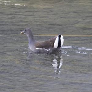 Common Moorhen