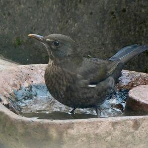 Eurasian Blackbird