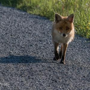 Red Fox