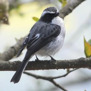 Little Pied Flycatcher