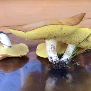 Dotted-stalk Bolete