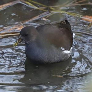 Common Moorhen