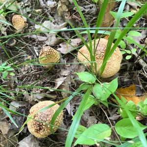 Fly Agaric