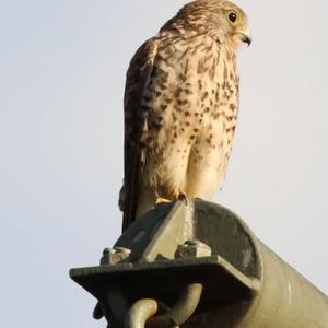 Common Kestrel