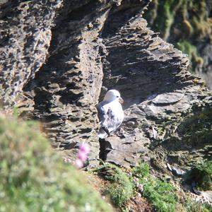 Northern Fulmar