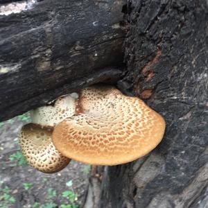 Dryad`s Saddle