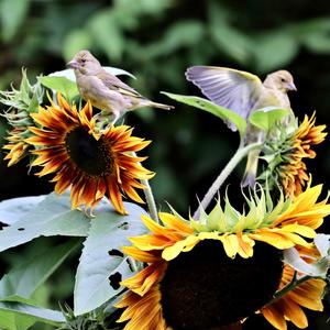 European Greenfinch