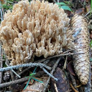 Straight-branched Coral