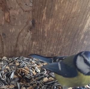 Blue Tit