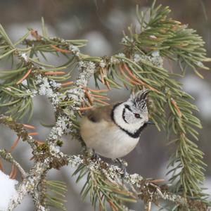 Crested Tit