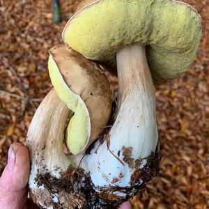 King Bolete