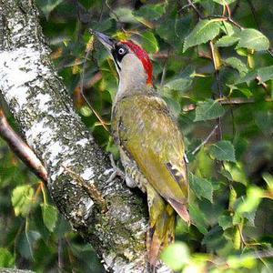 Eurasian Green Woodpecker