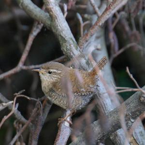 Winter Wren