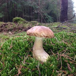 King Bolete