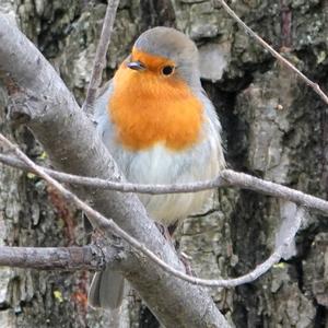 European Robin